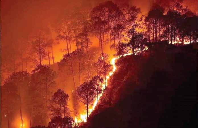 Timber mafia is behind the fire breakouts in Khyber PakhtunKhwa jungles